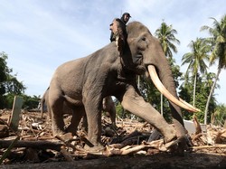 Pakar Kritik Pengerahan Gajah untuk Bersihkan Puing Banjir Sumatera