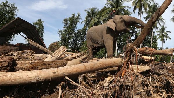 Gajah Turun Gunung, Bantu Bersihkan Puing Bencana di Pidie Jaya