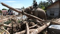 Penggunaan 4 Gajah buat Bersihkan Kayu Gelondongan Sisa Banjir Tuai Kritikan