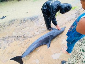 Lumba-lumba Terdampar di Pantai Paloh Sambas, Diduga Terseret Saat Air Laut Naik