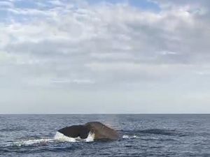 Diduga Migrasi, Paus Sperma Muncul Berulang Kali di Perairan Bali Utara