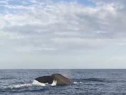 Wow, Paus Sperma Muncul di Bali Utara, Migrasi?