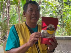 Gurihnya Keripik Tempe Koro Benguk Buatan Kelompok Difabel Kulon Progo