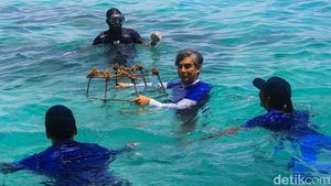 Restorasi Karang dan Pelepasan Ikan Badut di Pulau Macan
