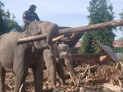 Video: 4 Gajah Terlatih Bantu Bersihkan Puing Banjir Bandang di Aceh