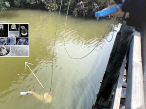 Wujud Ubur-ubur 24 Mata yang Ditemukan Peneliti di Kolam Udang