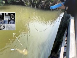 Geger! Makhluk Baru Bermata 24 Ditemukan di Kolam Hong Kong