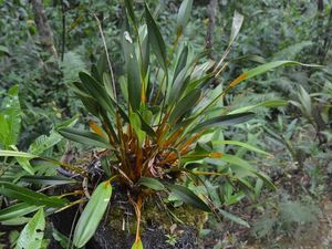 Anggrek Emas Papua, Bukan Sekadar Tanaman Hias, tapi Warisan Leluhur Suku Mee