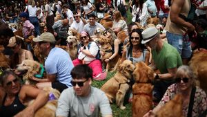 Ribuan Golden Retriever Padati Buenos Aires untuk Rekor Dunia