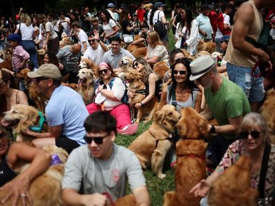 Ribuan Golden Retriever Padati Buenos Aires untuk Rekor Dunia