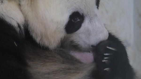 Kenalkan Satrio, Bayi Panda Pertama yang Lahir di Indonesia