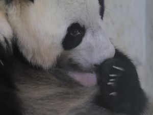 Kenalkan Satrio, Bayi Panda Pertama yang Lahir di Indonesia