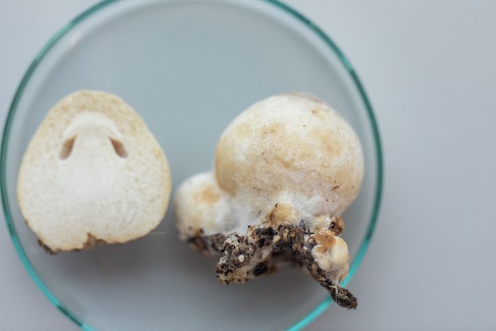 China Sukses Modifikasi Jamur sebagai Pengganti Daging Ayam China Sukses Modifikasi Jamur sebagai Pengganti Daging Ayam