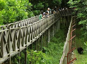 Balikpapan Punya Paru-paru, Ini Dia Hutan Lindung Sungai Wain