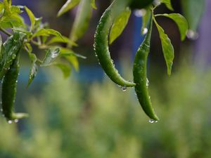 Prakiraan Cuaca Cirebon Hari Ini, Kamis 18 Desember 2025: Hujan Ringan