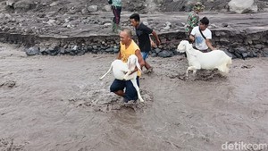 Momen Warga Bareng TNI Evakuasi Hewan Ternak Dari Banjir Lahar Dingin Semeru