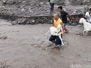 Momen Warga Bareng TNI Evakuasi Hewan Ternak Dari Banjir Lahar Dingin Semeru