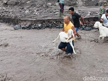 Momen Warga Bareng TNI Evakuasi Hewan Ternak Dari Banjir Lahar Dingin Semeru