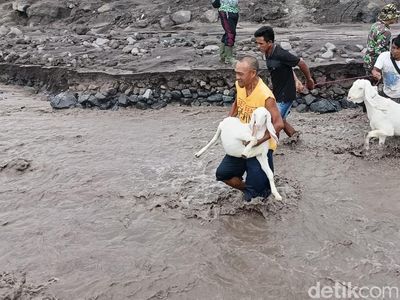 Momen Warga Bareng TNI Evakuasi Hewan Ternak Dari Banjir Lahar Dingin Semeru