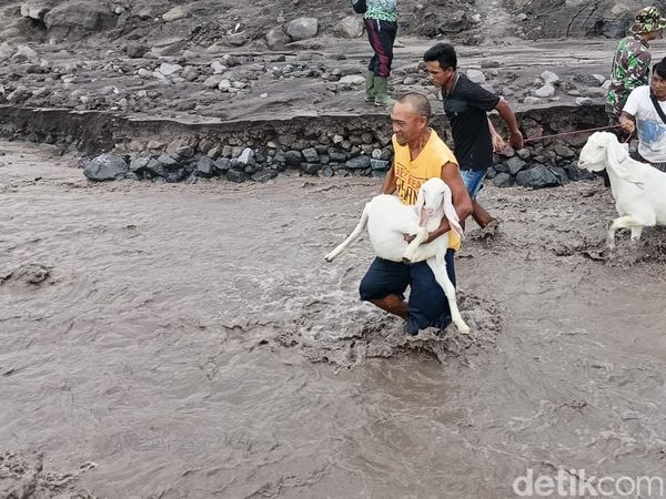 Momen Warga Bareng TNI Evakuasi Hewan Ternak Dari Banjir Lahar Dingin Semeru