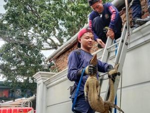 Kala Biawak Santai Berjemur di Tembok Rumah Warga Ciamis