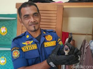 Tokek Besar di Lemari Bikin Pemilik Rumah Takut, Damkar Ciamis Tangani