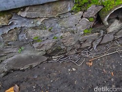 Kagetnya Nanan Temukan 22 Ular Sanca di Gorong-gorong Saat Kejar Biawak