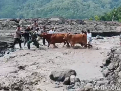 Lahar Semeru Telan 5 Kambing, 276 Ternak Diungsikan ke Kandang Aman