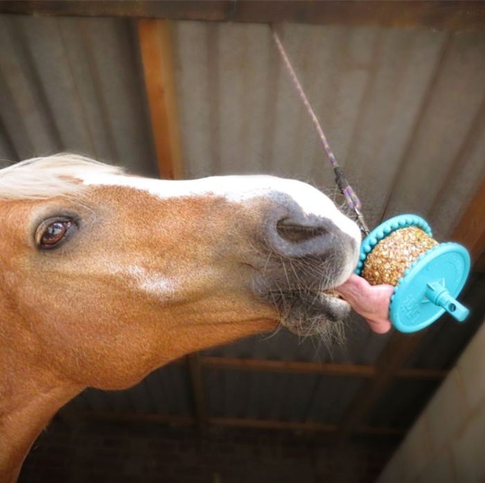Waduh! Kini Muncul Tren Nyeleneh Cicip Makanan Kuda di TikTok Waduh! Kini Muncul Tren Nyeleneh Cicip Makanan Kuda di TikTok