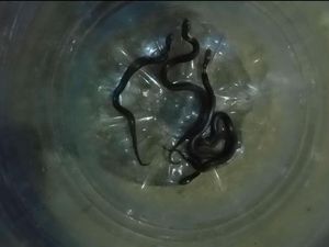 Bayi Kobra Gigit Kambing hingga Mati di Karanganyar