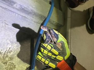 Damkar Sukoharjo Temukan Sarang Ular di Rumah Warga, 7 Bayi Kobra Dievakuasi