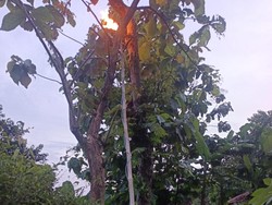 Dikeroyok Tawon Hutan, Pasutri Boyolali Opname-2 Kambingnya Tewas