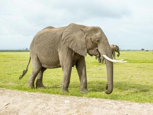 6 Fungsi dan Peran Gajah bagi Keseimbangan Ekosistem, Mengapa Tak Boleh Punah?