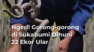 Video: Ngeri! Gorong-gorong di Sukabumi Dihuni 22 Ekor Ular