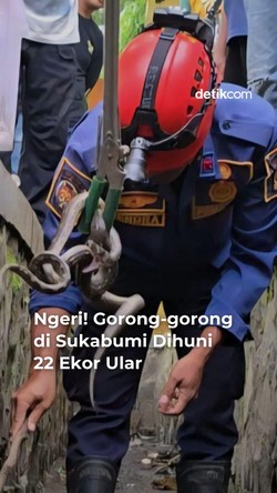 Video: Ngeri! Gorong-gorong di Sukabumi Dihuni 22 Ekor Ular