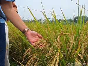 Beras Rp 30.000/Kg dari Karawang Diklaim Bisa Turunkan Stunting, Panen 3 Kali!