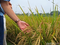 Beras Rp 30.000/Kg dari Karawang Diklaim Bisa Turunkan Stunting, Panen 3 Kali!