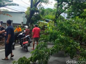 Hujan Deras Sebabkan Pohon Tumbang di Lombok Timur, Arus Lalu Lintas Macet Total
