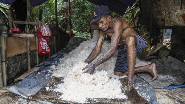 Tradisi Sagu di Maluku Tengah Tetap Bertahan, Jadi Sumber Pangan Warga