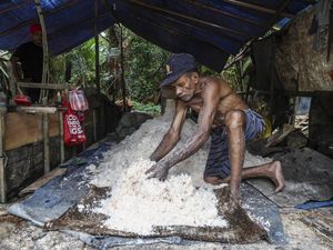 Tradisi Sagu di Maluku Tengah Tetap Bertahan, Jadi Sumber Pangan Warga