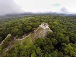 5 Hutan Besar di Negara Ini Jadi Jalur Migrasi Burung, Kini Terancam Deforestasi