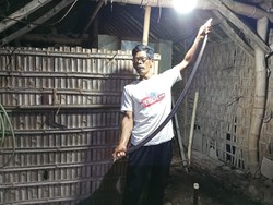 Ular Kobra Jumbo Bersarang di Rumah Warga Klaten, 20 Telur Ditemukan