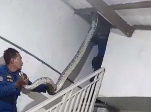 Piton 5 Meter Ngumpet di Rumah Warga Manyar, Pernah Mangsa Kucing