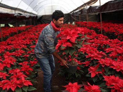 Bunga Poinsettia Bermekaran Semarakkan Natal di Meksiko