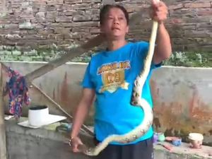 Ular Piton Santuy Beredam di Sungai Bikin Panik Emak-emak di Jatinom Klaten