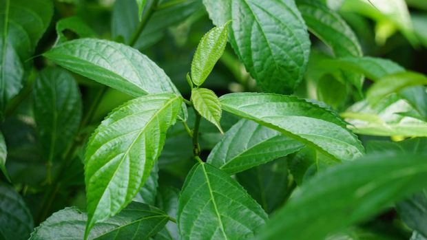 Strobilanthes crispus (keji beling, picah beling, Kecibeling, Hemigraphis crispa, Ruellia crispa, Sericocalyx crispus). The leaves are used traditionally for treatment of cancer and diabetes