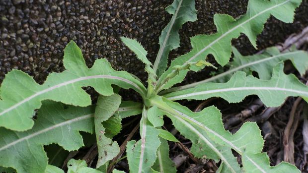 Sonchus Arvensis (Perennial sow, field milk thistle, field sowthistle, tempuyung, corn sow thistle, dindle, gutweed, swine thistle, tree sow thistle). Beneficial for wounds, cancer, cough, and stone kidney