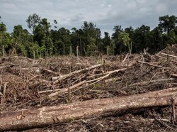 Marak Banjir-Longsor di Asia, Uni Eropa Malah Longgarkan UU Antideforestasi