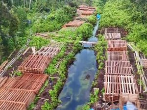 Potret Ratusan Kubik Kayu Illegal Logging di Inhu yang Dibongkar Polisi