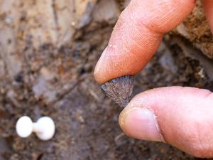 Ilmuwan Temukan Sisa Api Tertua dari 400 Ribu Tahun Silam